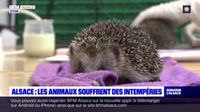 Alsace: la Ligue pour la protection des oiseaux accueille les animaux malades dans son hôpital