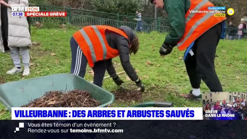 Villeurbanne: une cinquantaine d'arbres et arbustes ont été déplacés
