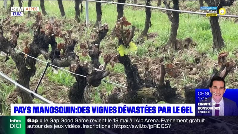 Regarder la vidéo Alpes-de-Haute-Provence: les vignes du Pays manosquin dévastées par le gel