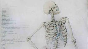 image d'illustration d'un squelette humain