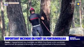 Incendie en forêt de Fontainebleau: environ un hectare a brûlé, le feu est parti d'un bivouac 