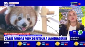 Paris: les pandas roux de retour à la Ménagerie du Jardin des plantes