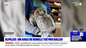 Parc des Alpilles: un aigle de Bonelli tué par balles