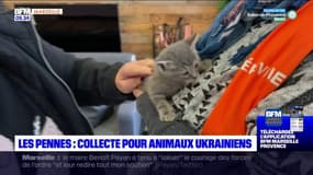 Bouches-du-Rhône: collecte de croquettes et de laisses pour les animaux ukrainiens aux Pennes-Mirabeau