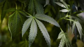 4,2 kg de résine de cannabis et 1,5 kg d'herbe de cannabis ont été découvert le 16 mars au cours d'une perquisition place Fenoglio de Briga, à Nice. 