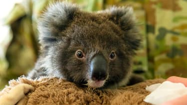 Un koala secouru après les incendies en Australie