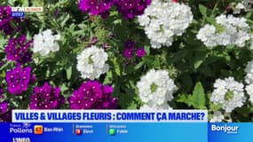Alsace: des communes espèrent obtenir le label "villes et villages fleuris"
