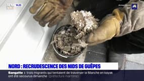 Nord: recrudescence des nids de guêpes cet été