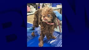 Un des chiens sauvés à Brooklyn le 26 juin 2025
