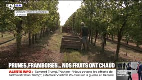 La chaleur extrême affecte la récolte des prunes et des framboises cette année