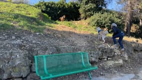 Les deux chiens errants rôdent dans les lieux depuis le 29 décembre dernier.
