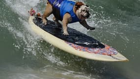 Le chien surfeur Tillman prend la vague lors de la compétition Surf City Surf Dog.