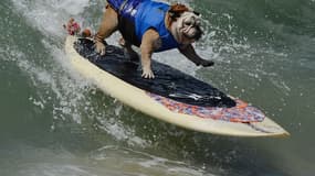 Le chien surfeur Tillman prend la vague lors de la compétition Surf City Surf Dog.