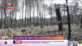 Une "météo des forêts" pour lutter contre les incendies 