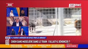 #ChienGate : Fallait-il dénoncer la présence de ce chien sans muselière dans le train ?