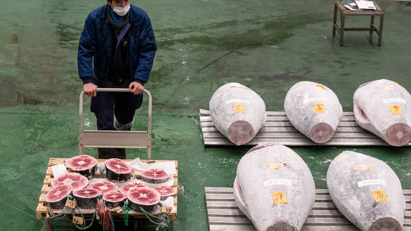 Un thon rouge de 212 kilos vendu aux enchères pour 257.000 euros à Tokyo