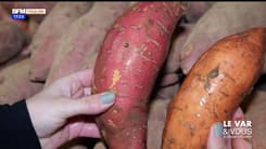 Le Var & Vous, du champ à l’assiette : la patate douce