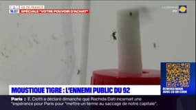 Hauts-de-Seine: la prolifération des moustiques tigres inquiète 