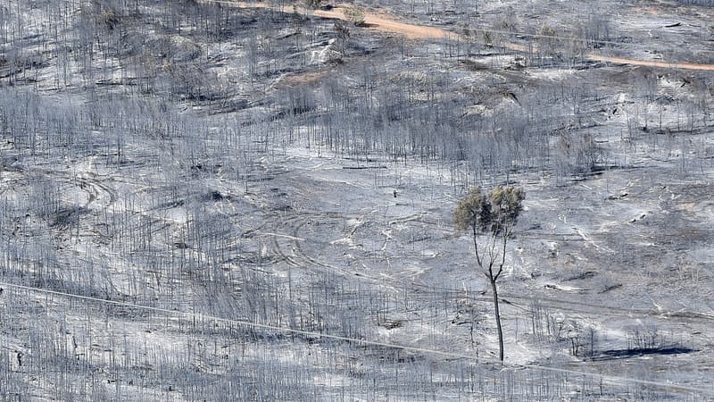 Des incendies ont ravagé 240 hectares de végétation près d'Aubagne, le 22 août 2017 à Carnoux-en-Provence
