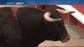 Bien-être animal: corrida interdite aux moins de 16 ans, fin des animaux sauvages dans les cirques