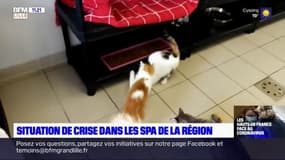 Confinement: situation de crise dans les refuges de la SPA de la région