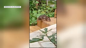 Une locataire d'un appartement des Moulins à Nice a filmé des rats vivant autour de son logement social