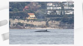 Le cétacé a été observé près de la calanque d'En-Vau, avant de se déplacer dans la baie de Cassis.