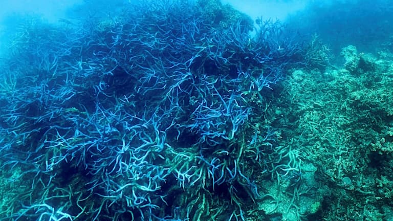 Blanchissement de corail sur la Grande Barrière d'Australie, le 7 mars 2022.