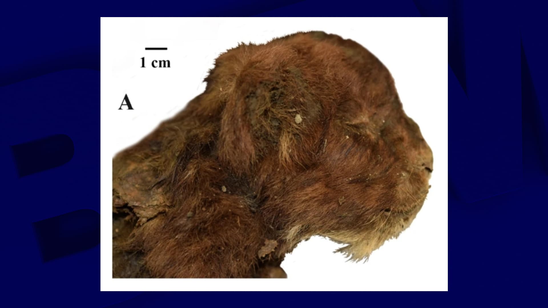 Vue de profil du spécimen de "chaton à dents de sabre" retrouvé dans la glace en 2020. L'individu aurait été piégé pendant 37.000 ans dans la Toundra russe. (Capture d'écran Scientific Reports)