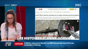 Deux chèvres coincées sur le viaduc sauvées par les pompiers 