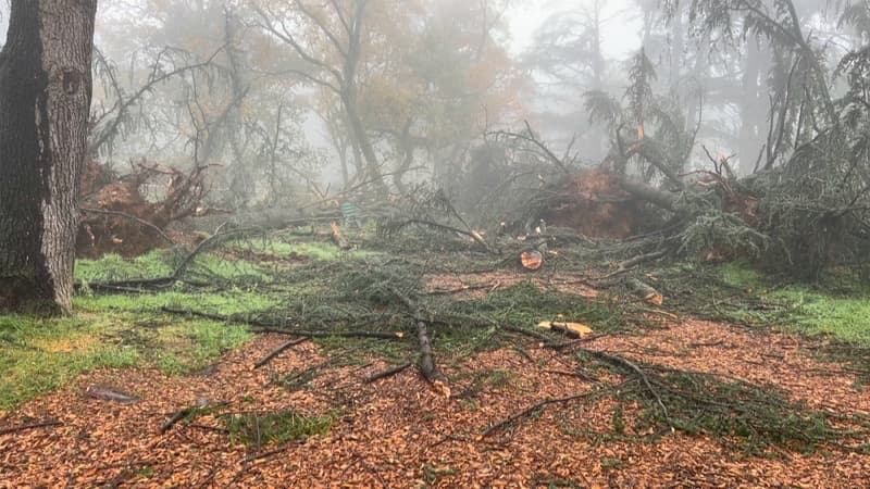 Tempête Bert: d'importants dégâts au parc de Parilly, encore fermé plusieurs jours