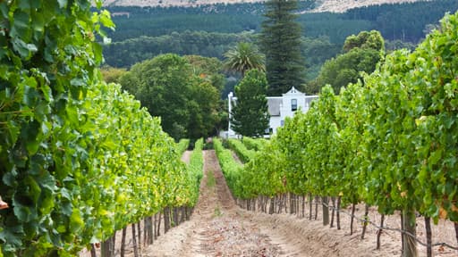 Un industriel chinois de 45 ans vient de racheter un vignoble bordelais.