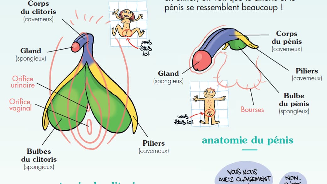 Le clitoris dessiné par Zep dans "Le Guide du Zizi Sexuel"