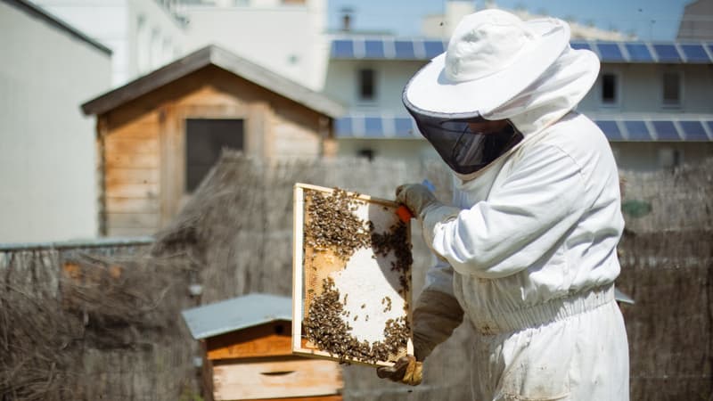 Le gouvernement veut lutter contre le frelon asiatique: "On est arrivé à un point de non-retour"