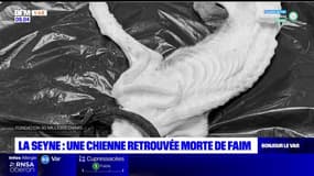 Une chienne retrouvée morte de faim enfermée dans un appartement à la Seyne-sur-Mer