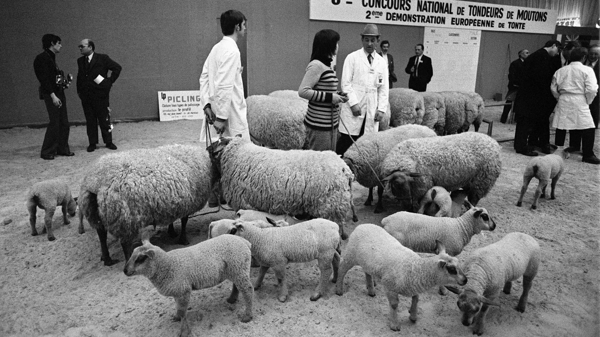 Une famille de moutons lors du Salon international de l'agriculture, le 05 mars 1972.