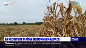 Alsace: la récolte de maïs a été bonne