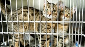 Des chats attendent un nouveau maître à Lille le 10 août 2019.