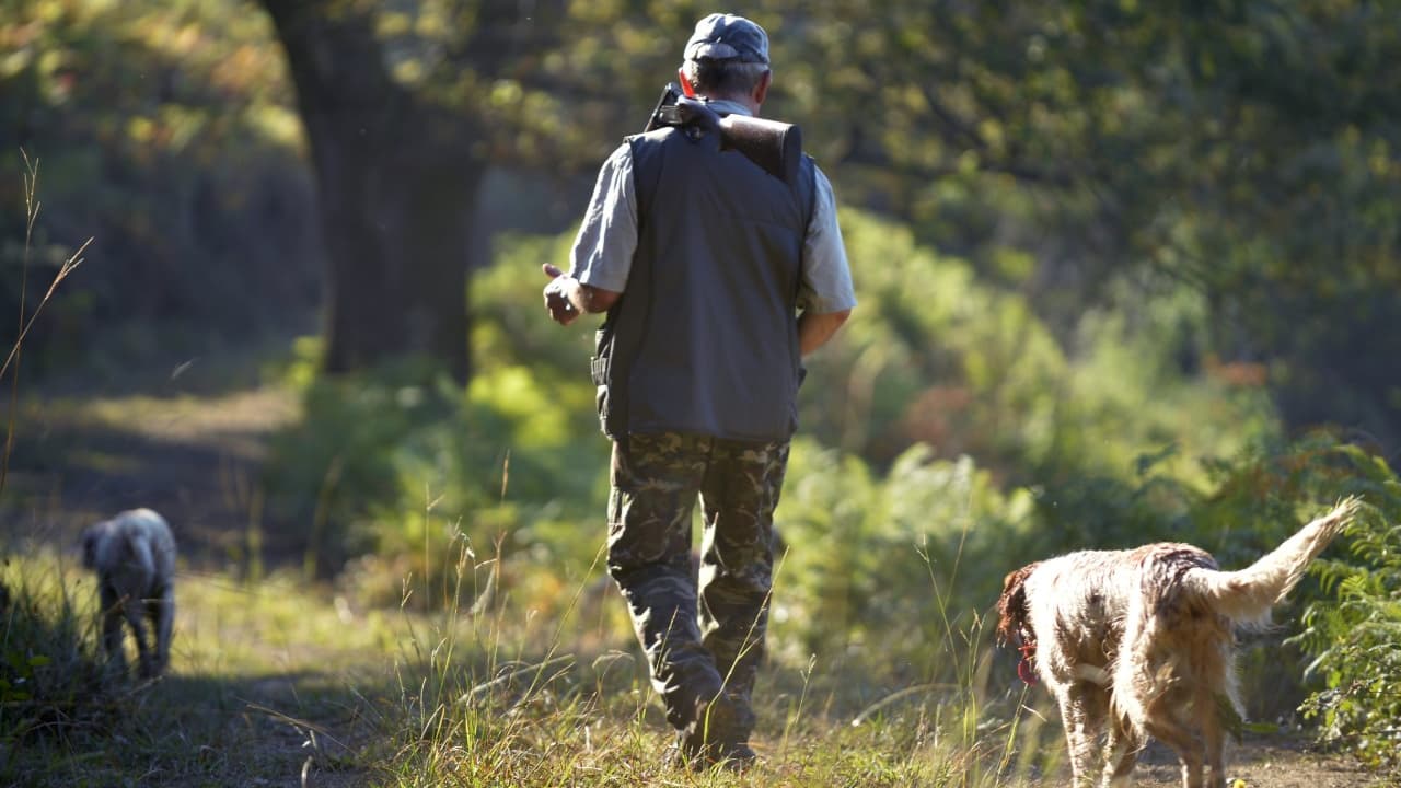 Confinement Le Gouvernement Accorde Des Derogations Pour La Chasse Au Grand Gibier