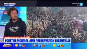 Planète Locale du mercredi 9 avril - La forêt de Mormal, réservoir de biodiversité 