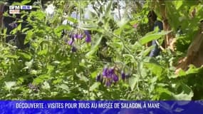 DÉCOUVERTE : Visites pour tous au musée de Salagon, à Mane
