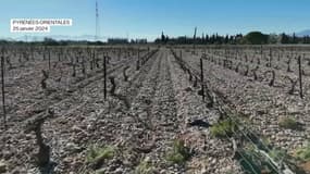 Des vignes frappées par le manque d'eau, dans les Pyrénées-Orientales, le 25 janvier 2024