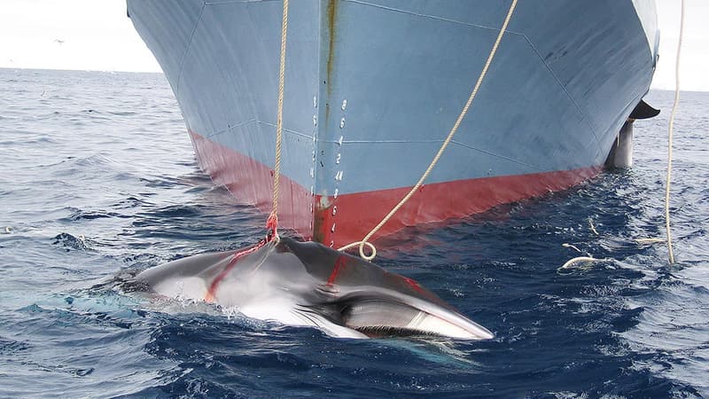 Un bateau japonais, en 2008, au large de l'Australie, capturant une baleine. 