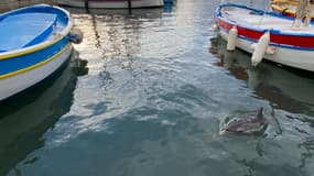 Un dauphin égaré dans le port de Sanary-sur-Mer.