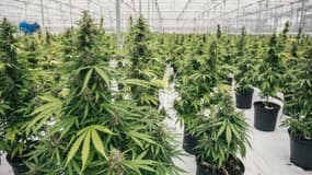 Plus de 15.000 m² de plants de cannabis, Canopy Growth possède la plus grande serre légale dédiée à cette culture.