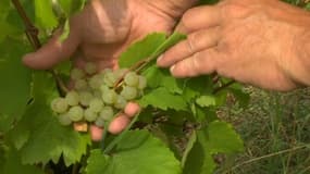 En Alsace, les vendanges ont deux semaines d’avance