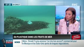 Dupin Quotidien : du plastique dans les fruits de mer - 28/08