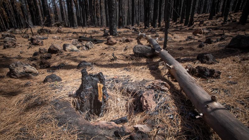 Espagne: 500 hectares de végétation brûlé dans un incendie à Valence