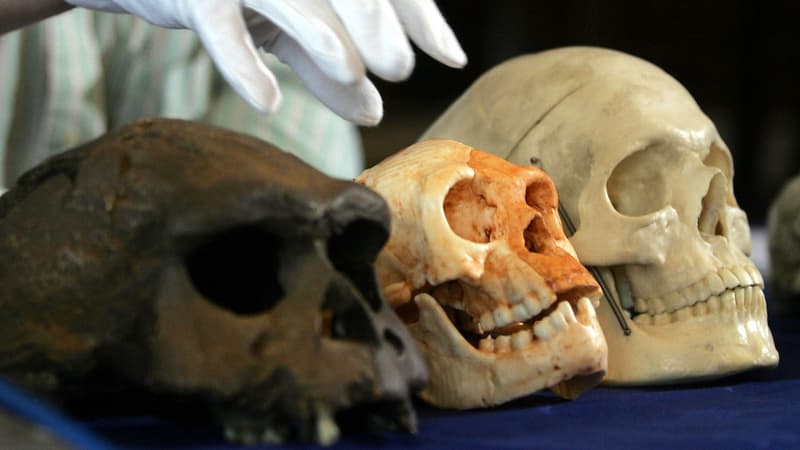 Photo, prise le 27 octobre 2004, montrant le professeur Chris Stringer du Natural History Museum, à Londres, plaçant sa main au-dessus d'un crâne. Celui-ci, retrouvé dans la grotte de Liang Bua, appartenait à une personne qui, tout en étant pleinement adulte, faisait à peine un mètre de haut et avait un crâne de la taille d'un pamplemousse. 