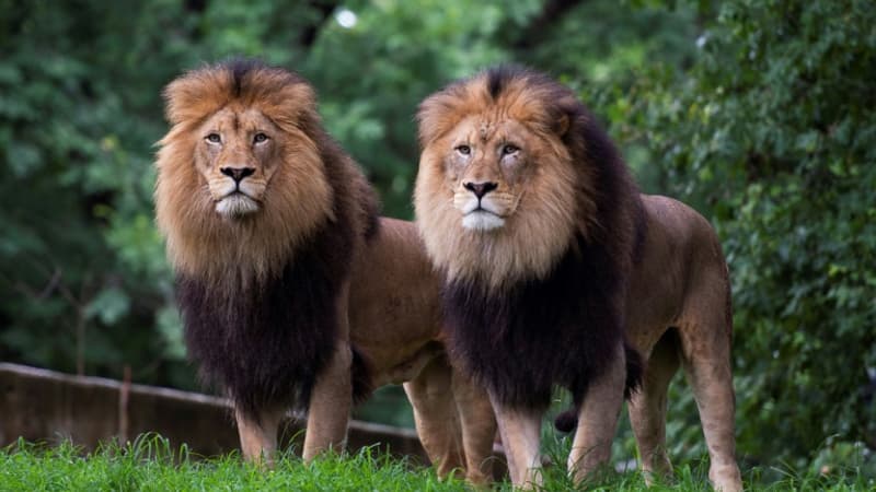 Trois lions meurent d'un coup de chaud au zoo de Tokyo